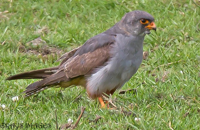 Red-footed Falcon