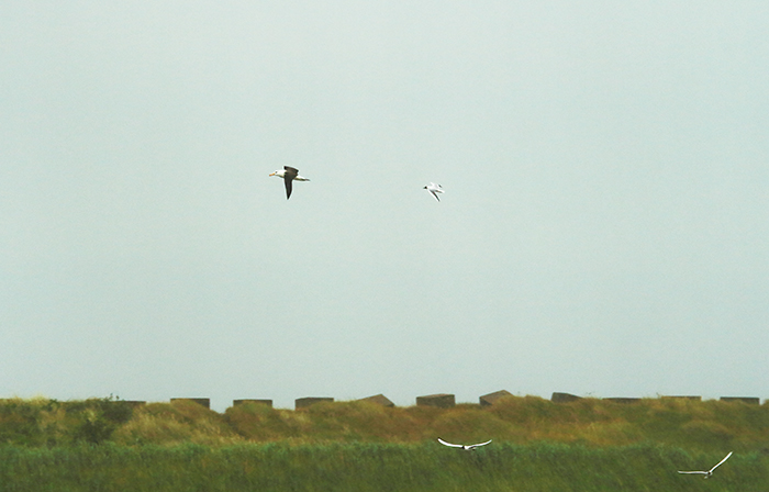 Black-browed Albatross