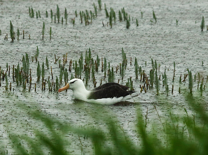 Black-browed Albatross