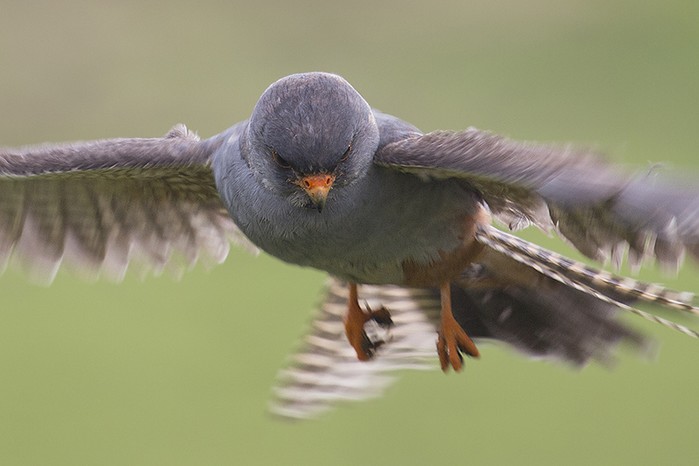 Red-footed Falcon