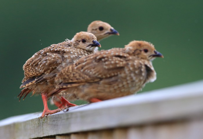 Red-legged Partridge