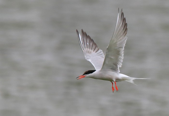 Common Tern