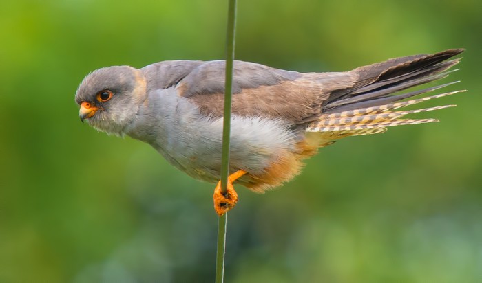 Red-footed Falcon