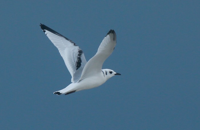 Kittiwake