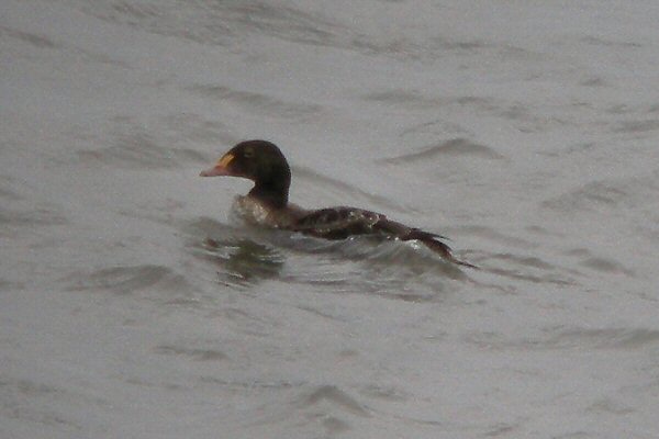 King Eider
