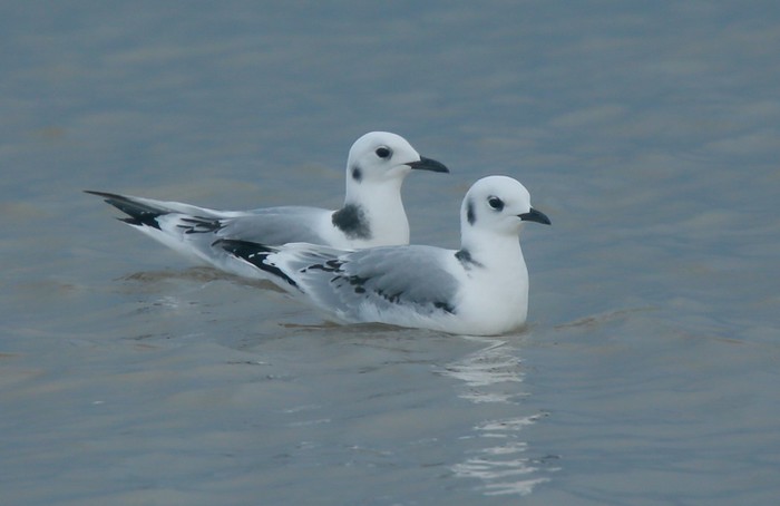 Kittiwake