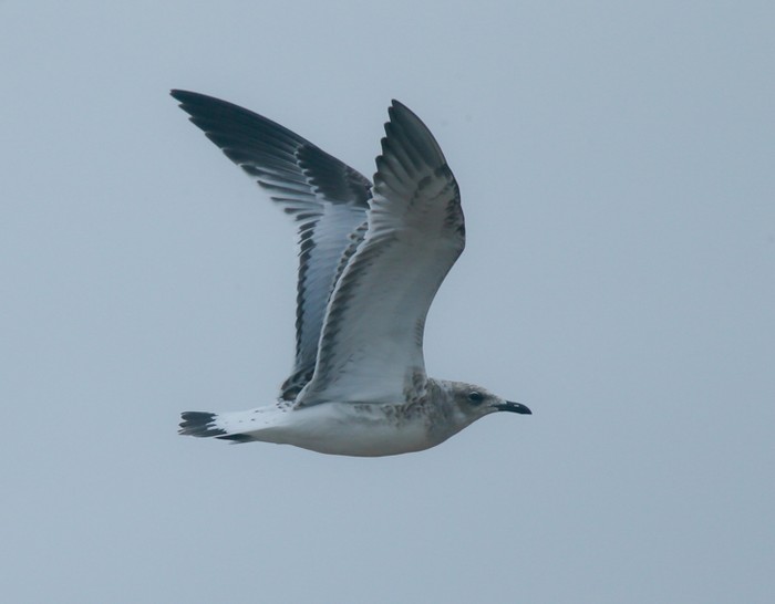 Mediterranean Gull