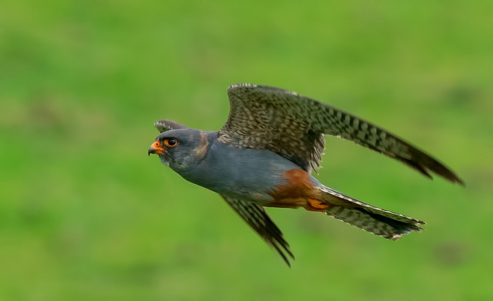 Red-footed Falcon