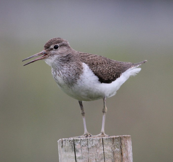 Common Sandpiper