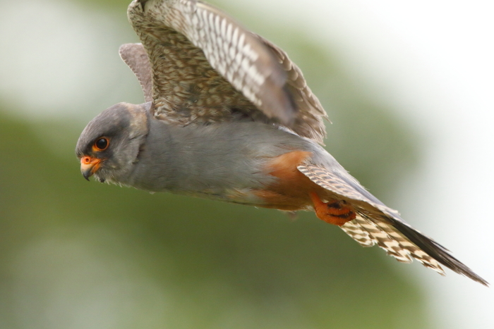 Red-footed Falcon