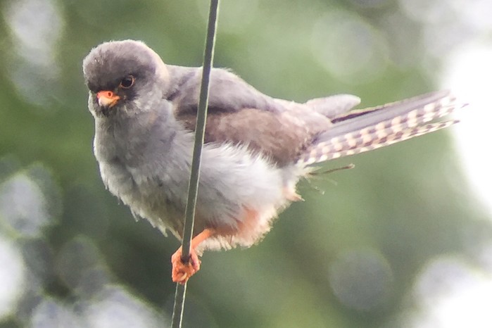 Red-footed Falcon