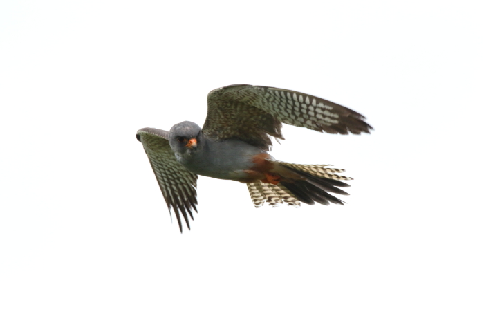 Red-footed Falcon