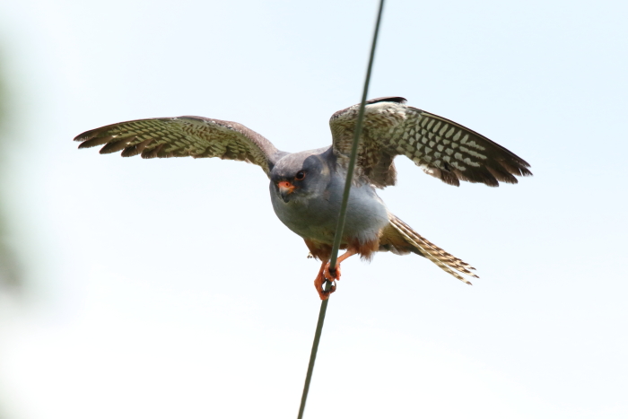 Red-footed Falcon