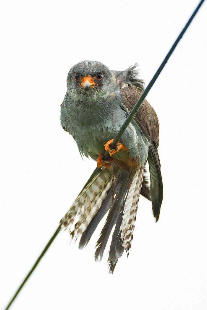 Red-footed Falcon