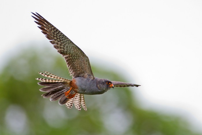Red-footed Falcon