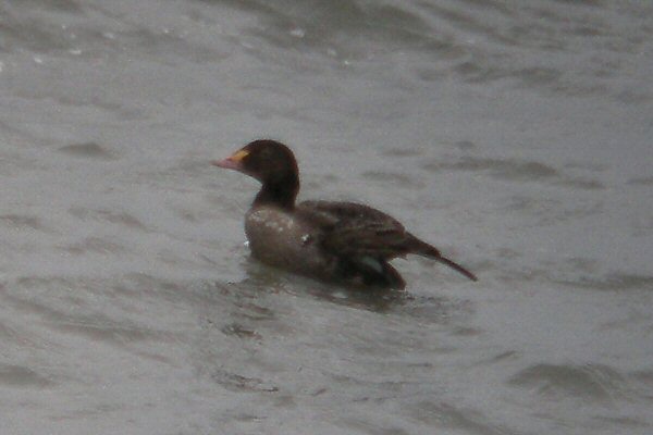 King Eider
