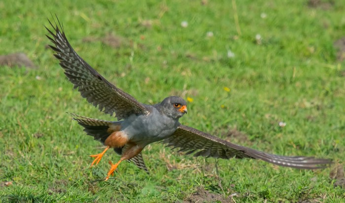 Red-footed Falcon