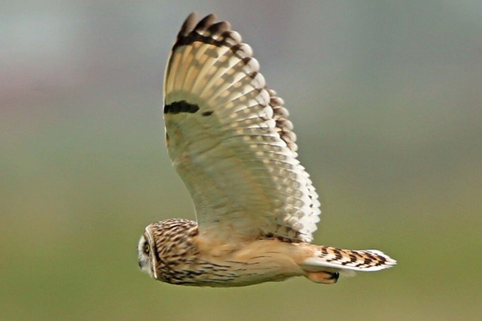 Short-eared Owl