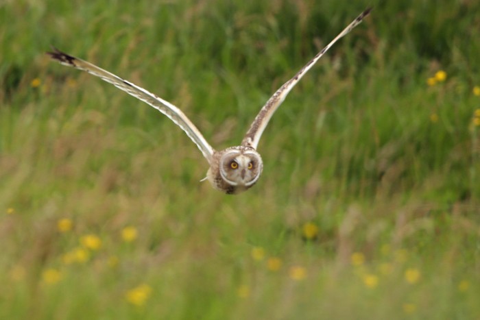 Short-eared Owl
