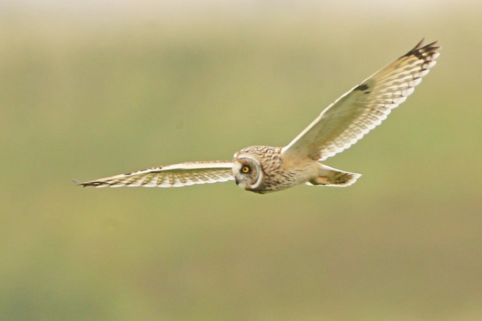Short-eared Owl