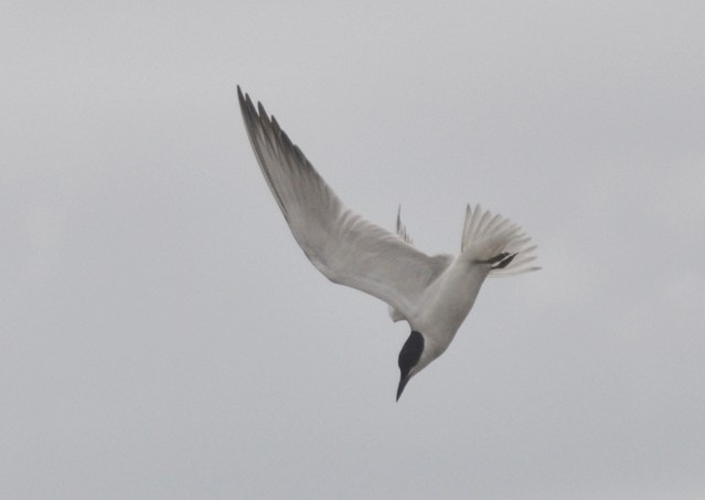 Gull-billed Tern