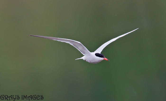 Common Tern