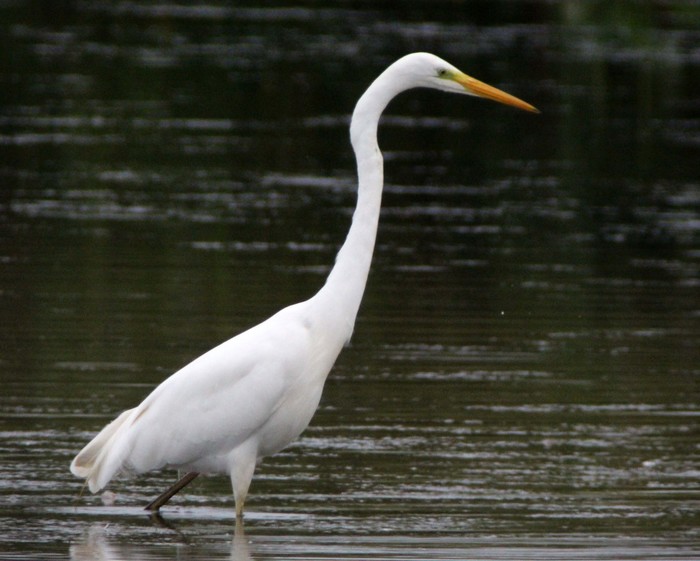 Great White Egret