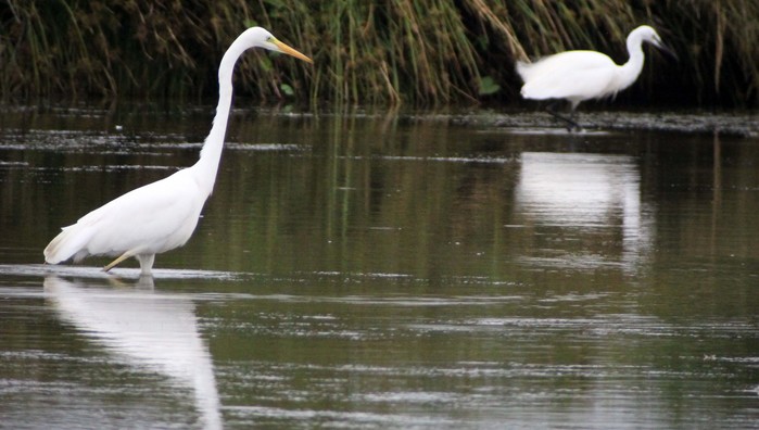 Great White Egret