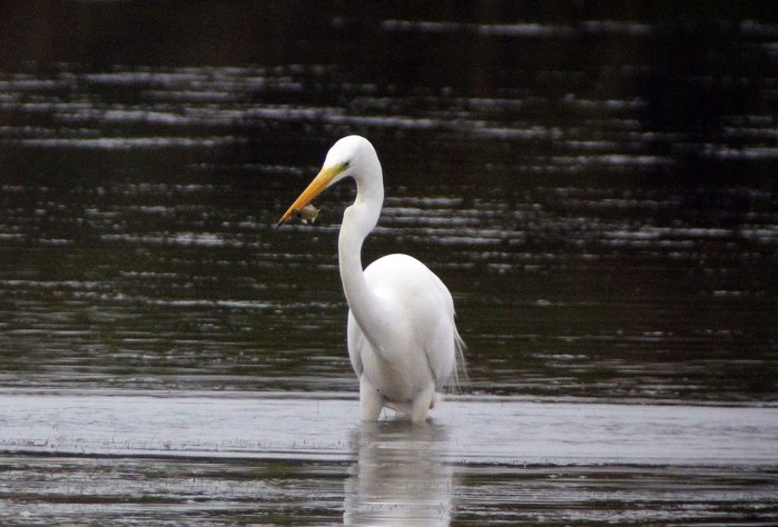 Great White Egret