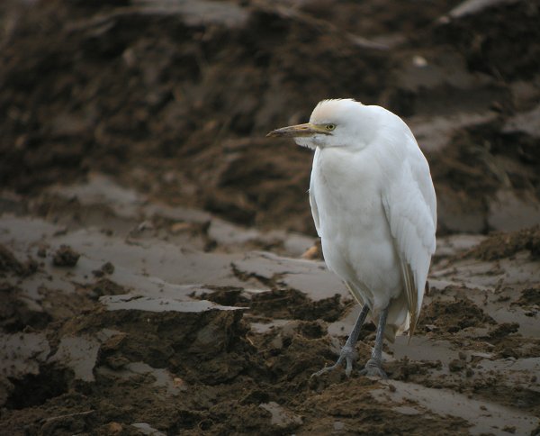Cattle Egret