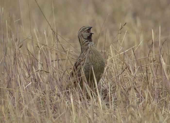 Quail
