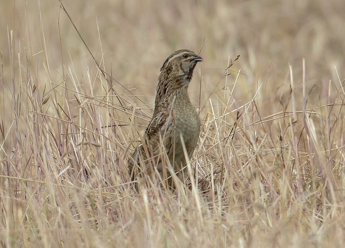 Quail