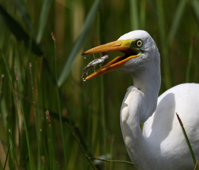 Great White Egret