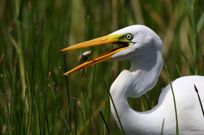 Great White Egret