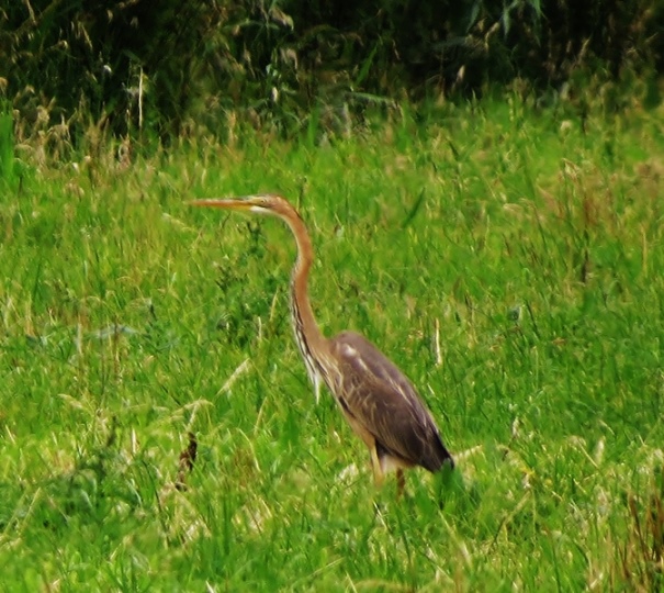 Purple Heron