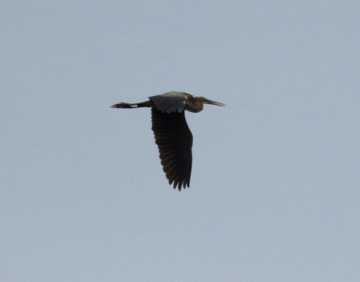 Purple Heron