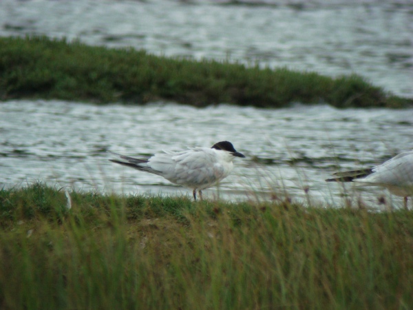 Gull-billed Tern