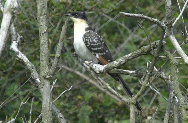 Great Spotted Cuckoo