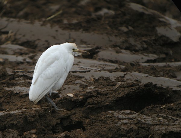 Cattle Egret