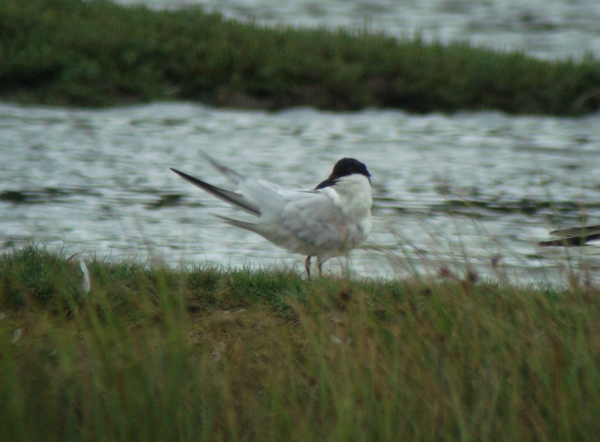 Gull-billed Tern