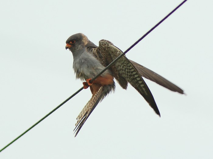 Red-footed Falcon