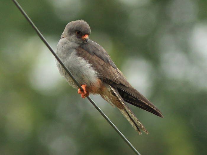 Red-footed Falcon