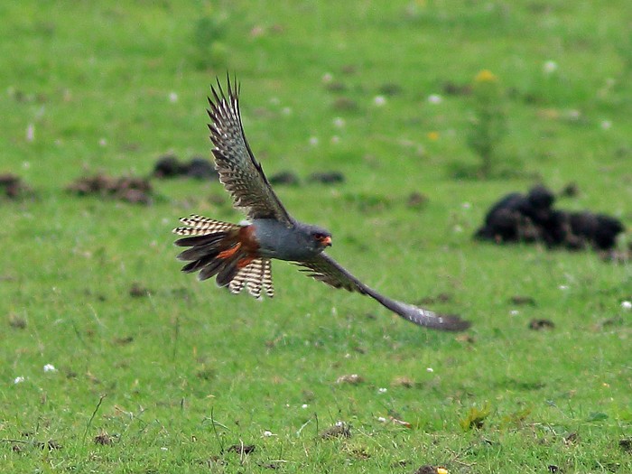 Red-footed Falcon