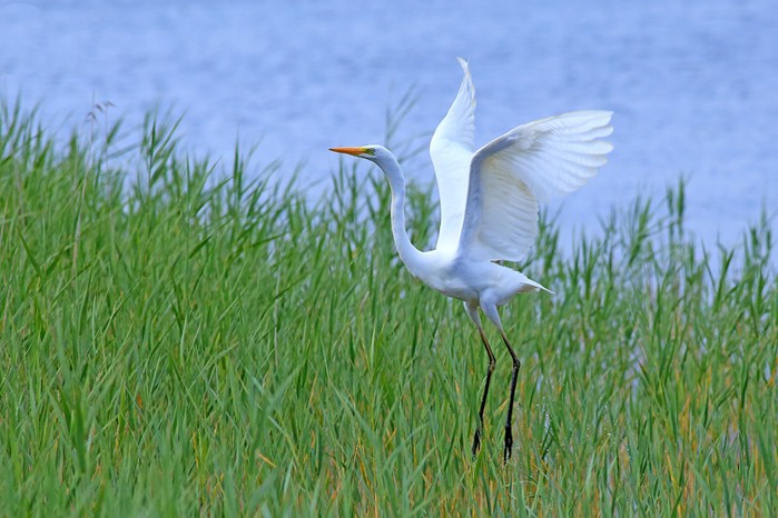 Great White Egret
