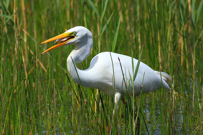 Great White Egret