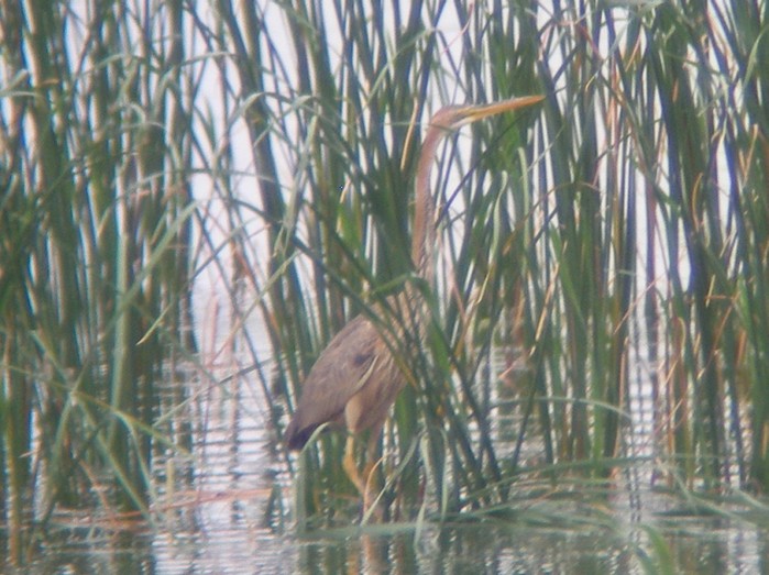 Purple Heron