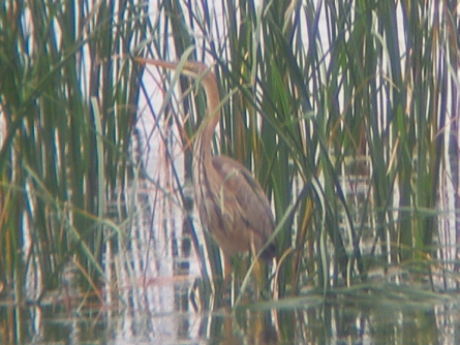Purple Heron