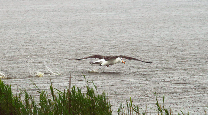 Black-browed Albatross