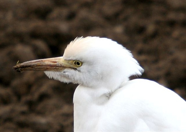 Cattle Egret