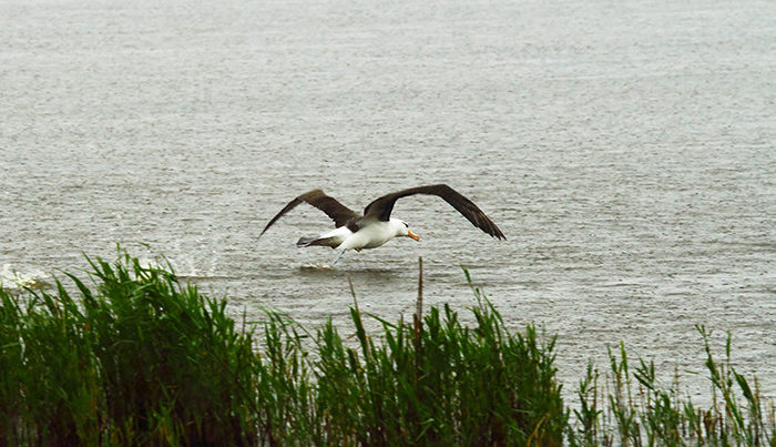 Black-browed Albatross